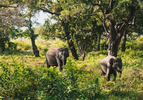 Yala National Park safari with taxi touring sri lanka